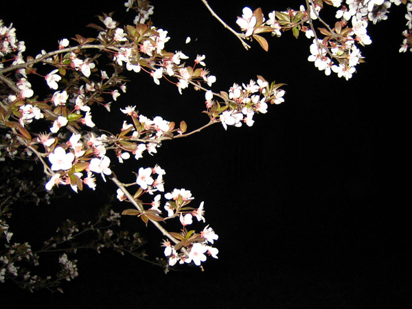 夜幕下的紫叶李 淡月笼纱 娉娉婷婷