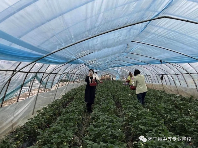 春风十里 芳华如你——怀宁县中等专业学校开展踏春摘草莓喜迎“三八”妇女节活动