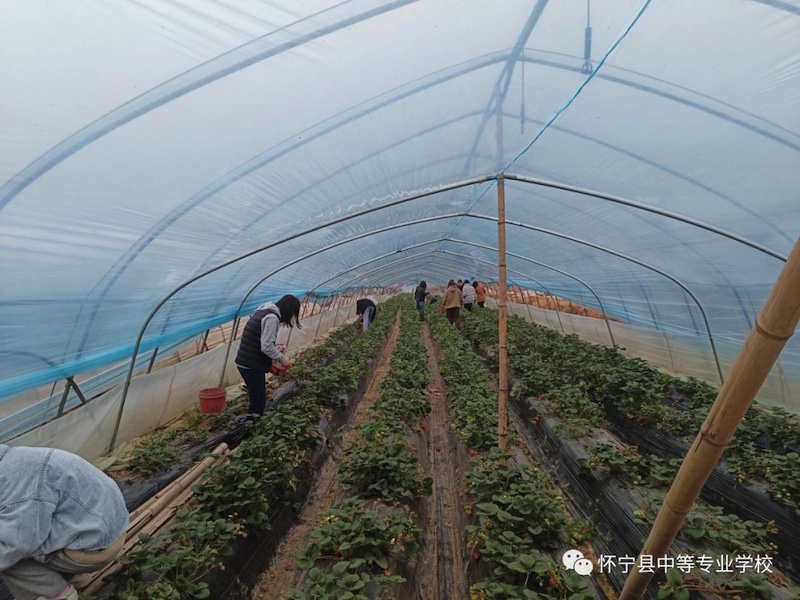 春风十里 芳华如你——怀宁县中等专业学校开展踏春摘草莓喜迎“三八”妇女节活动