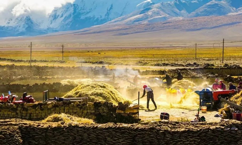 今日白露 | 露从今夜白，秋风至此凉