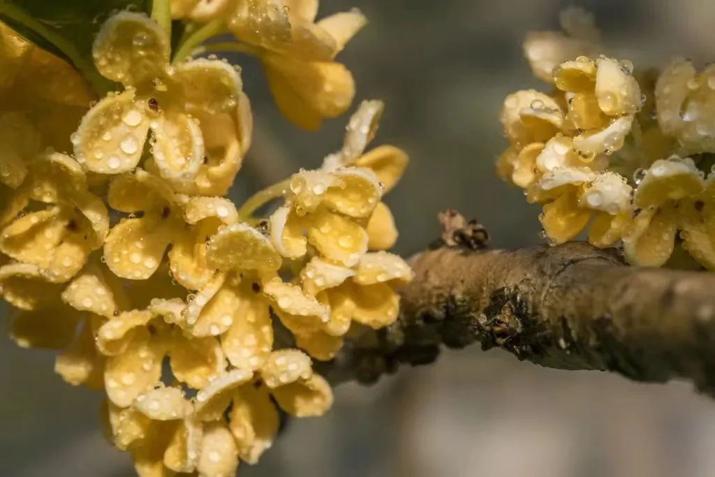 今日白露 | 露从今夜白，秋风至此凉